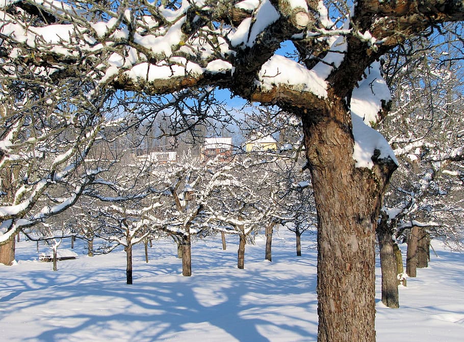 winter, snow, landscape, tree, cold temperature, plant, branch HD wallpaper