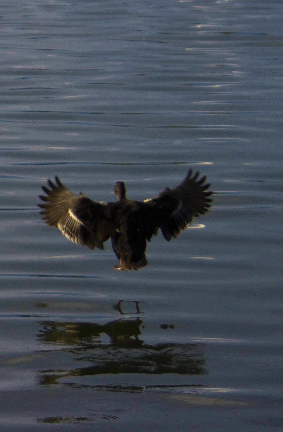 duck, bird, fly, flying, wings, sea, lake, animal, animals in the wild HD wallpaper