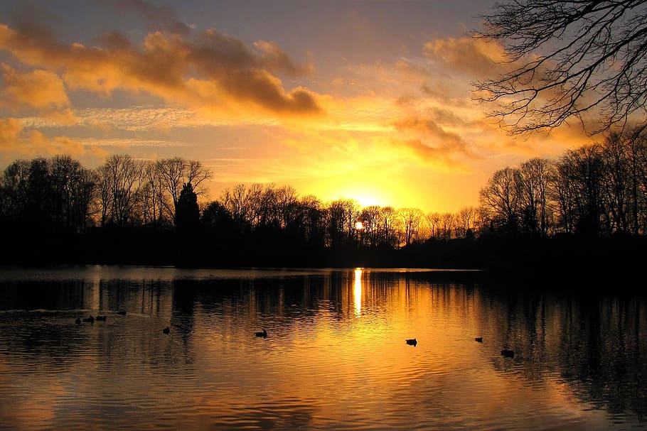 forest and calm body of water sunset photography, evening sky HD wallpaper