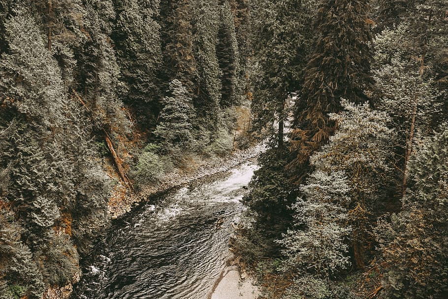 aerial photography of lake between trees, running water near trees during daytime HD wallpaper
