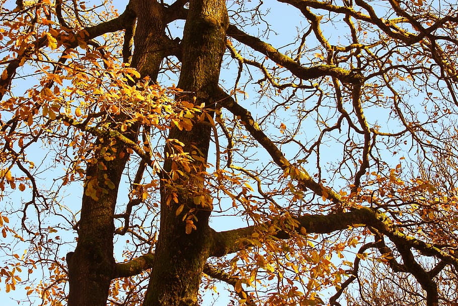 oak, tree, autumn, fall, golden, orange, blue, sky, nature HD wallpaper