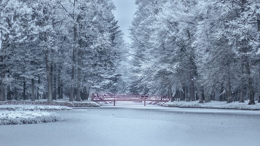 trees, plants, nature, snow, winter, cold, weather, cold temperature HD wallpaper