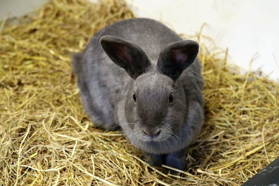 gray rabbit on brown hay, bunny, easter, animal, cute, pet HD wallpaper