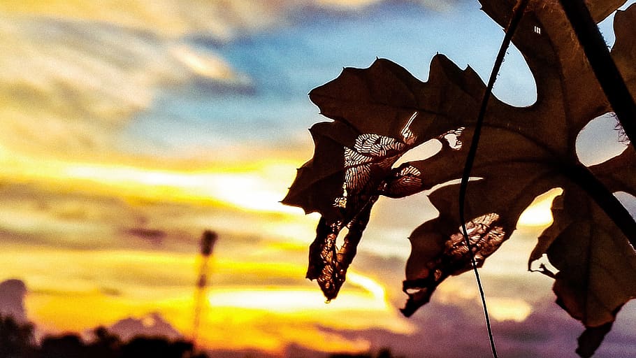 sky, leaf, mentor, focus on foreground, cloud - sky, nature HD wallpaper