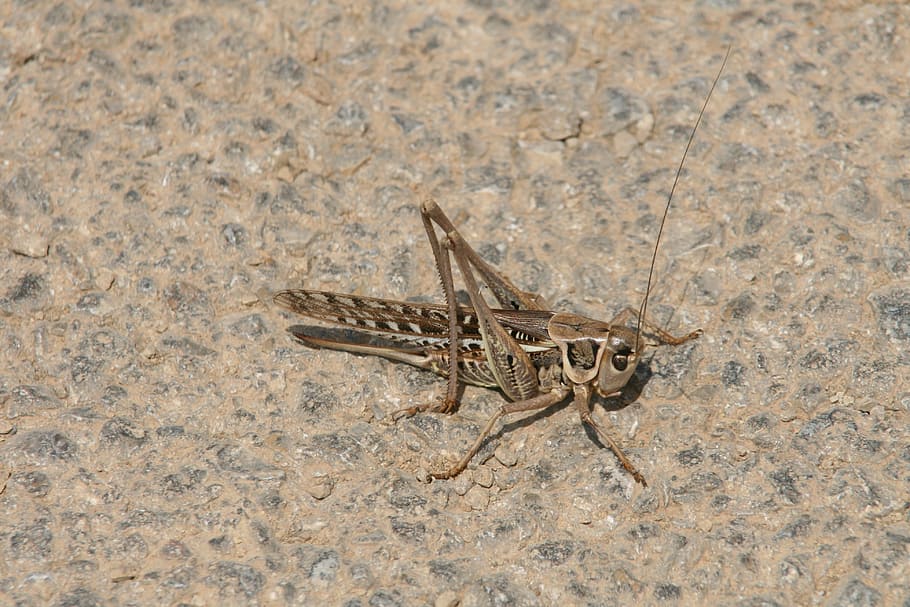grille, insect, ground, animal themes, animals in the wild HD wallpaper