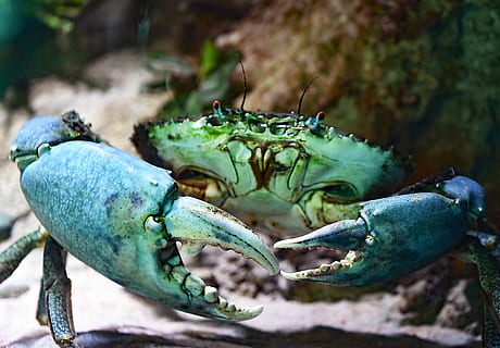 shallow focus photography of green crab, green and teal crab HD wallpaper