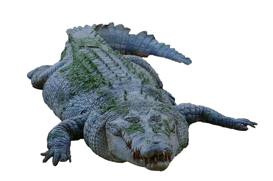 gray and green crocodile, isolated, dangerous, predator, tooth HD wallpaper