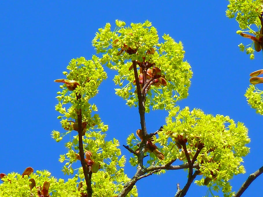 Maple, Blossom, Spring, maple blossom blossom, nature, early bloomer HD wallpaper