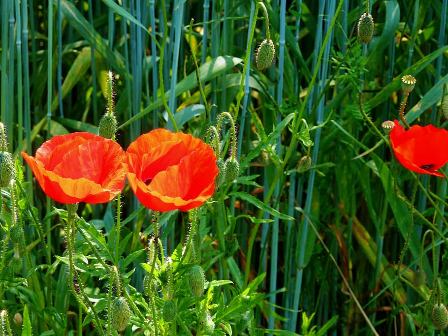 poppy, klatschmohn, cornfield, fields, edge of field, cereals HD wallpaper