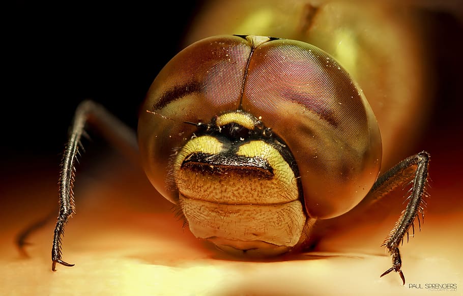 bug, dragonfly, macro, insects, emperor dragonfly, close up HD wallpaper