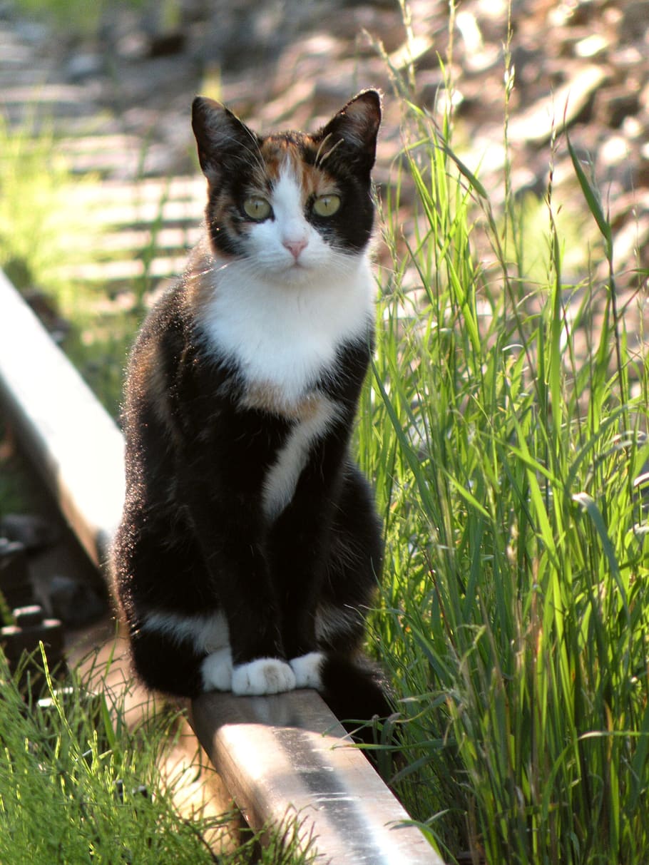Cat, Rail, Track, Train, Railway, mieze, animal, one animal HD wallpaper