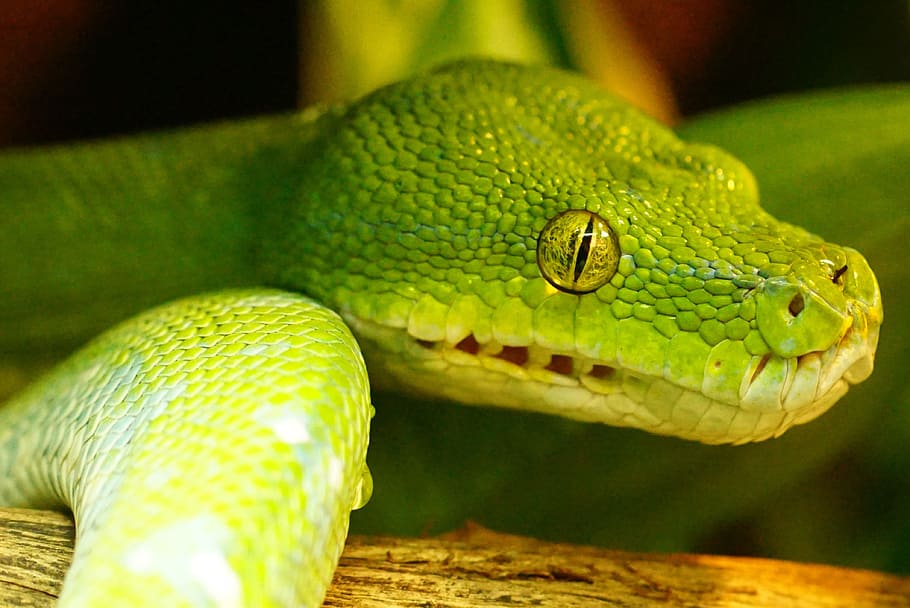 green snake, green tree python, non toxic, snakehead, animal wildlife HD wallpaper
