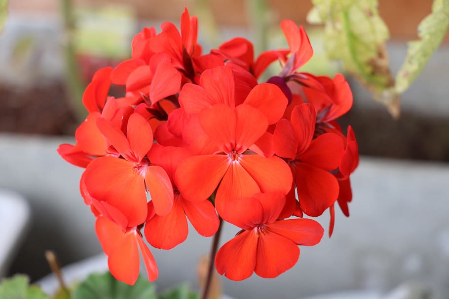 beautiful, sharp, red, flowering plant, focus on foreground HD wallpaper