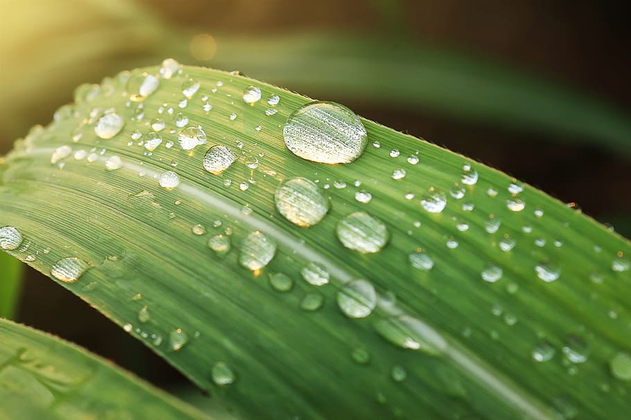 macro photography of water dew on green leaf, wet, raindrops HD wallpaper