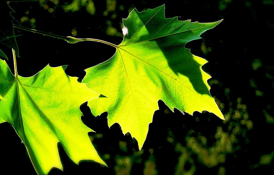 tree, leaves, colorful, green, autumn, autumn leaf, fall leaves HD wallpaper