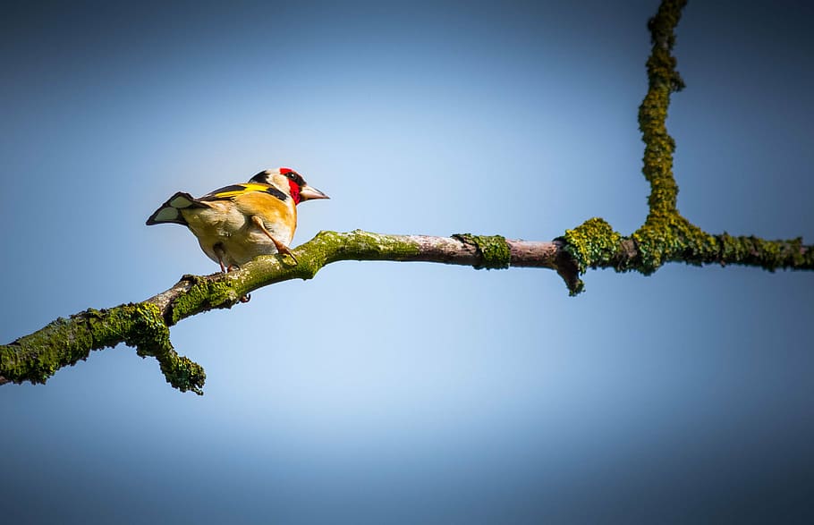 bird, twig, branch, summer, nature, animal, spring, natural HD wallpaper