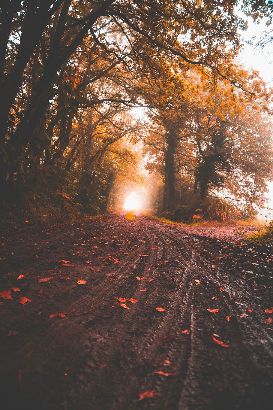 road between yellow leaf trees at daytime, photo of leaves falling on empty road HD wallpaper