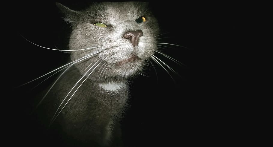 short-coated gray cat, funny, stalker, creeper, goofy face, animal