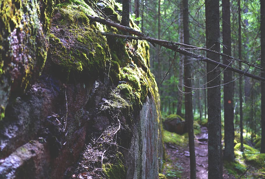 gray tree branch, rock, forest, moss, stone, nature, mood, gloomy HD wallpaper
