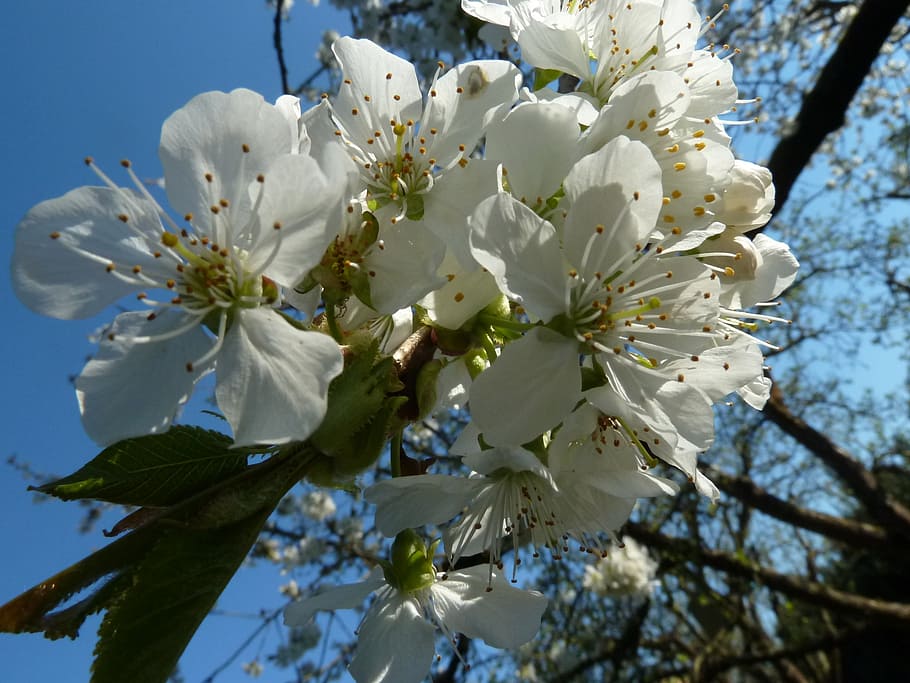 cherry blossom, white, tree, spring, bloom, white blossom, inflorescence HD wallpaper