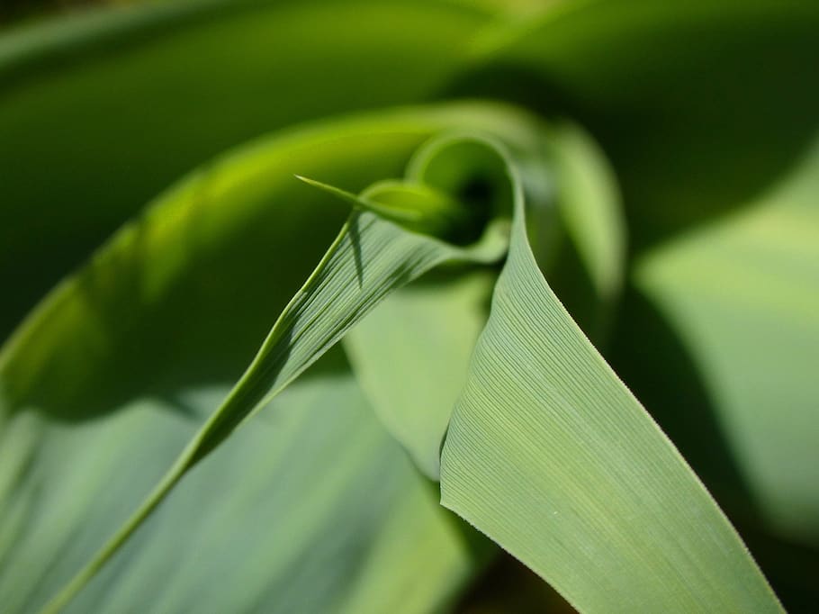 leaf, texture, american cane, detail, green color, plant part HD wallpaper