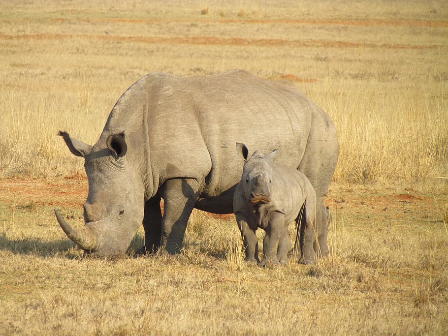two grey Rhinoceros standing on grass ground, rhinos, rhinoceroses, HD wallpaper