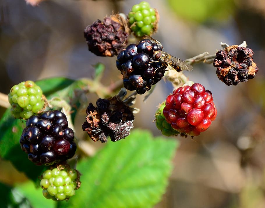 blackberries, autumn, dry, hoverfly, food, nature, insect, fruits HD wallpaper