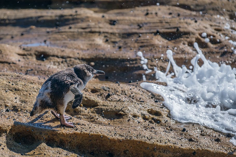 black short-beaked bird on ground, brown and white bird standing on rock formation near water HD wallpaper