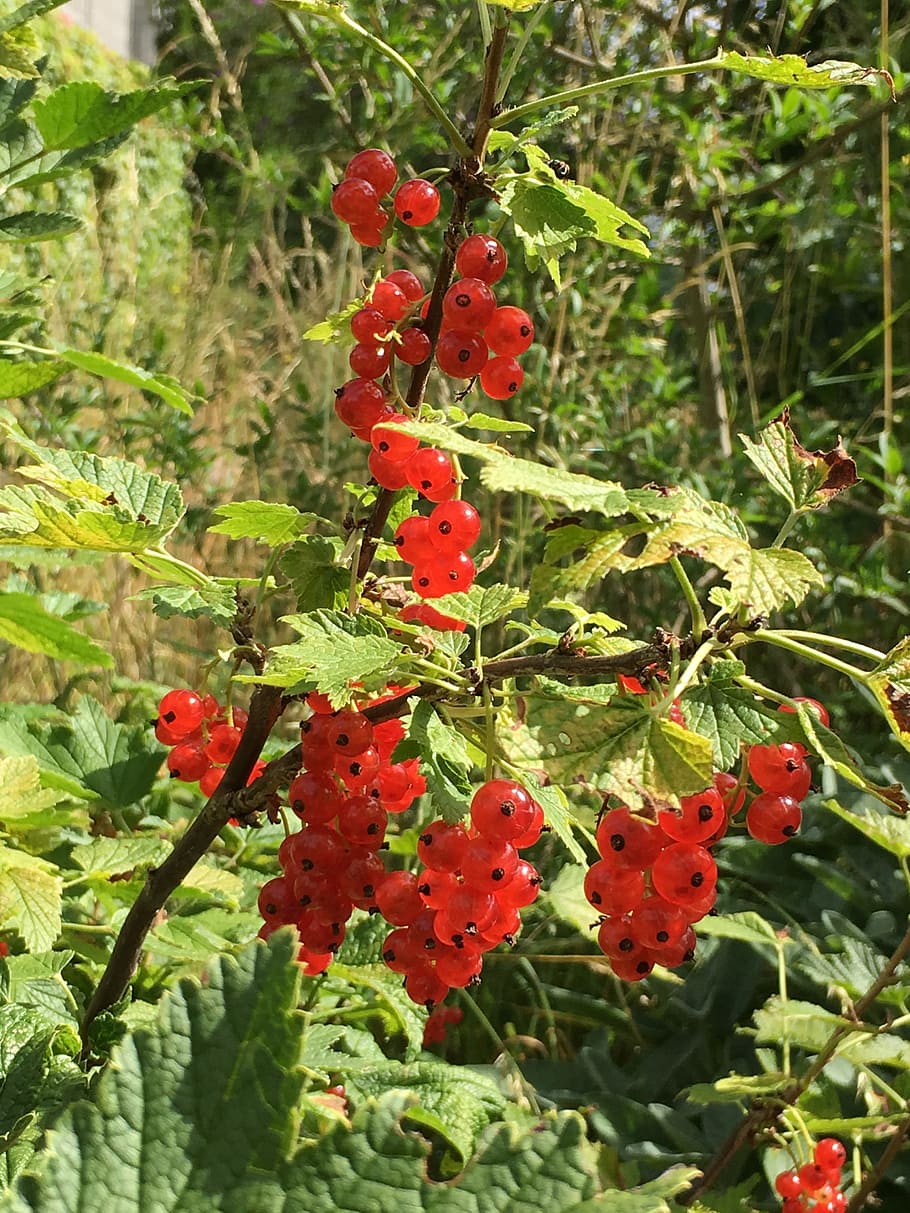 berries, red, currants, growth, plant, nature, green color HD wallpaper