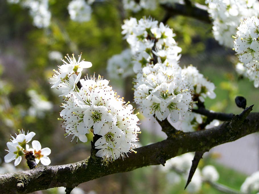 spring, bloom, white flowers, flowering plant, freshness, fragility HD wallpaper