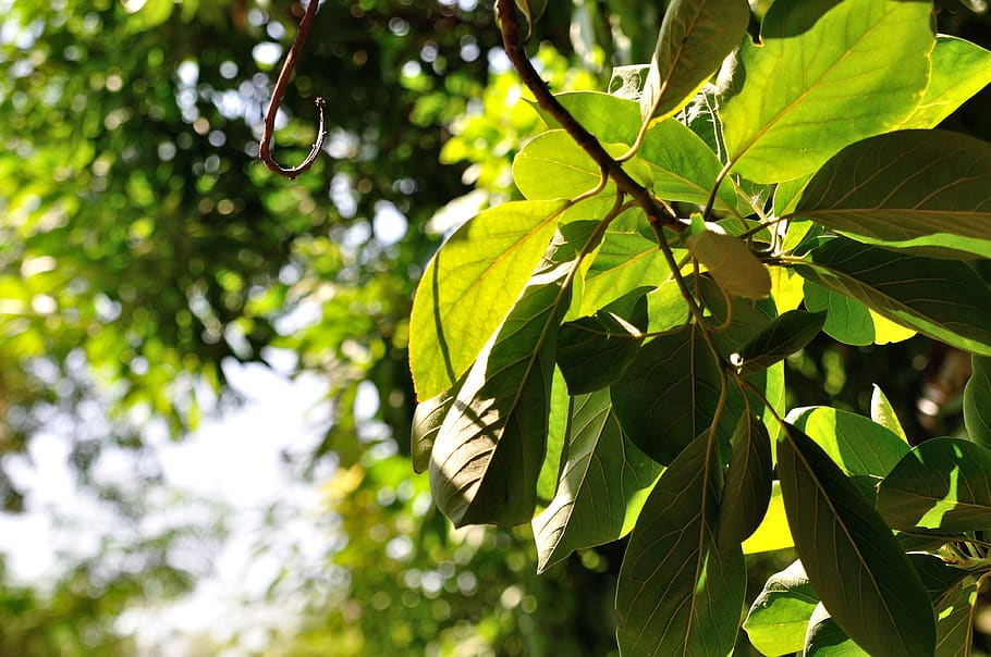 tree leaf, green light, plant, plant part, green color, growth HD wallpaper