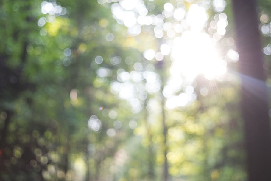 sun piercing on trees, forest, woods, nature, sunshine, sunlight HD wallpaper