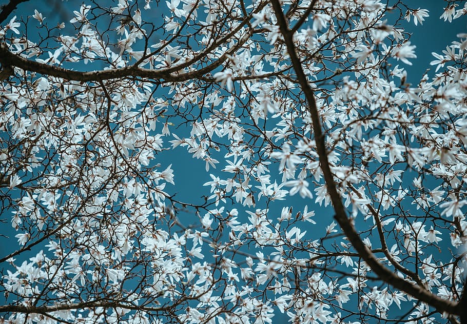White on blue, white leafed tree, blossom, sky, branch, plant HD wallpaper