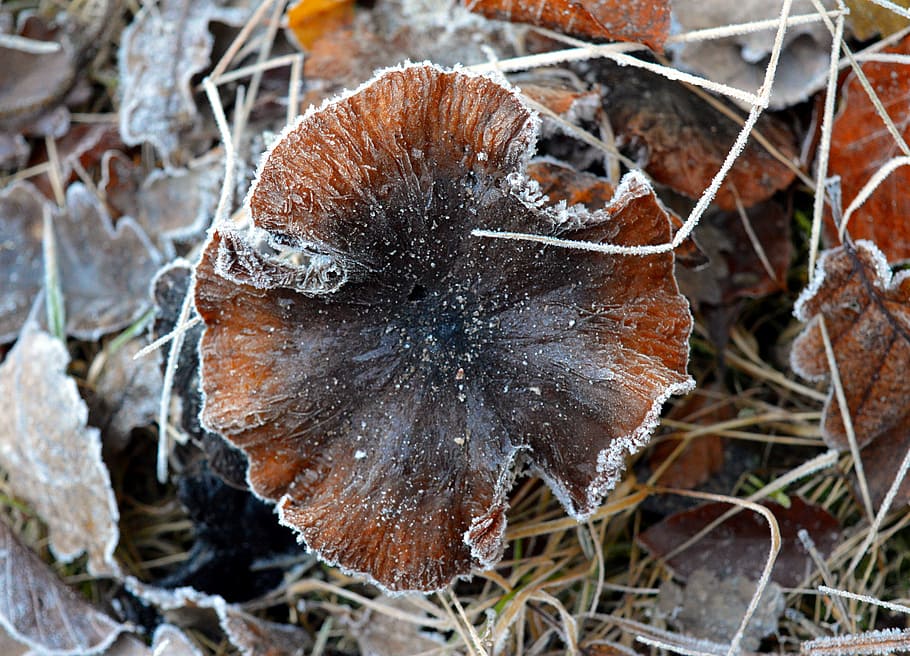 brown and black wild mushroom, nature, forest, frost, frosty, HD wallpaper