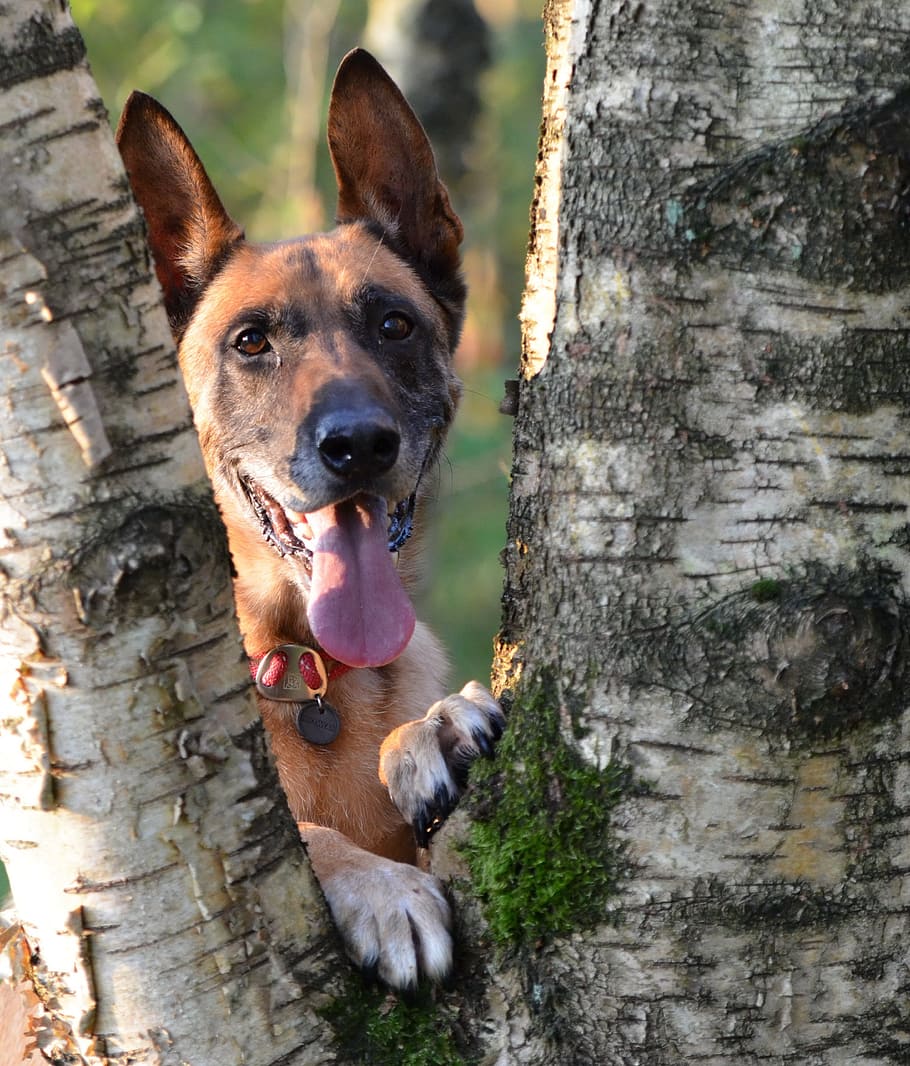 malinois, log, birch, sunlight, canine, dog, one animal, domestic animals HD wallpaper