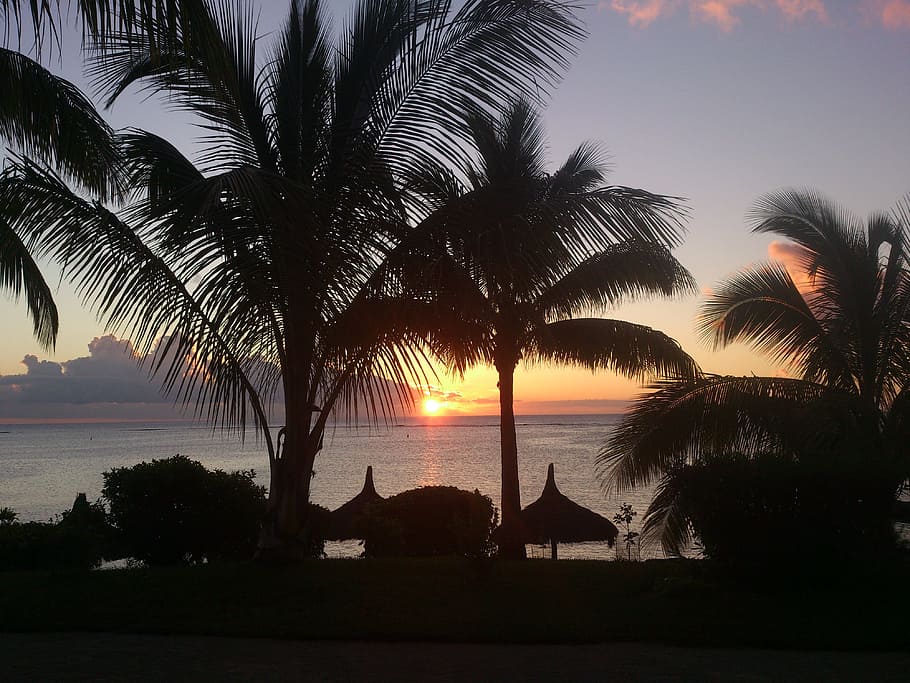 Sunset, Palm Trees, Beach, Mauritius, holiday, exotic, sea HD wallpaper