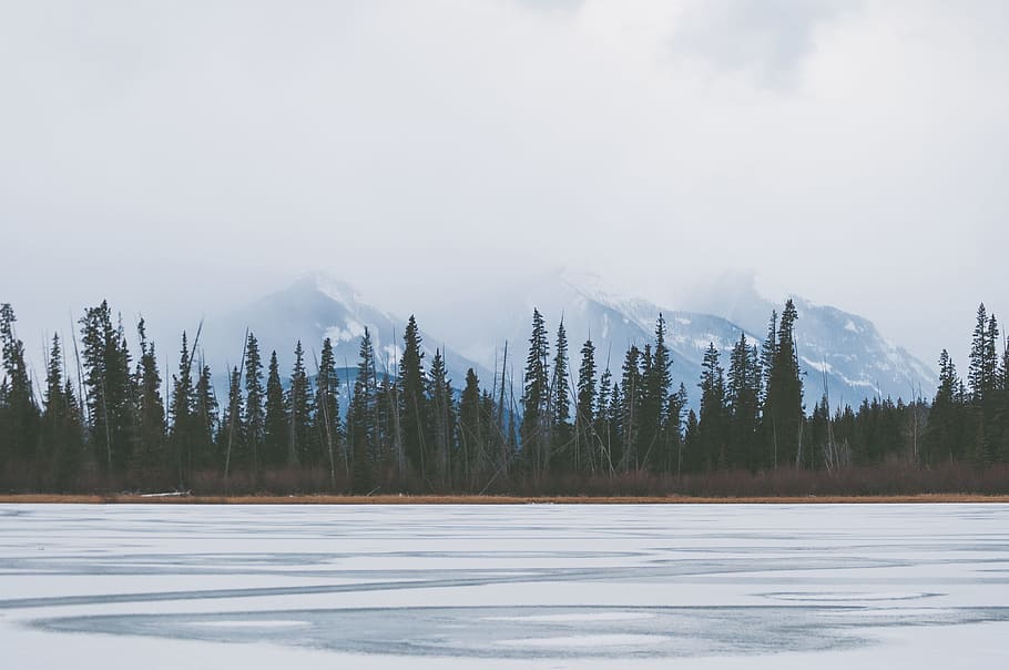 frozen lake near tall green trees, landscape photo of pine trees HD wallpaper