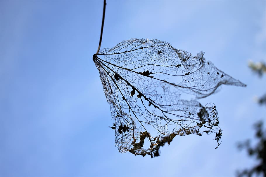 leaf, dry, forest, nature, close-up, focus on foreground, day HD wallpaper