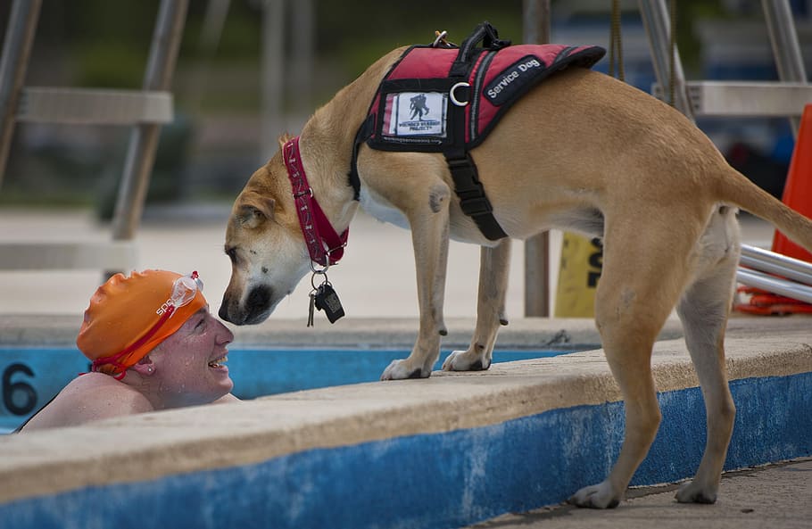 medium short-coated tan dog, swimmer, handicapped, service dog
