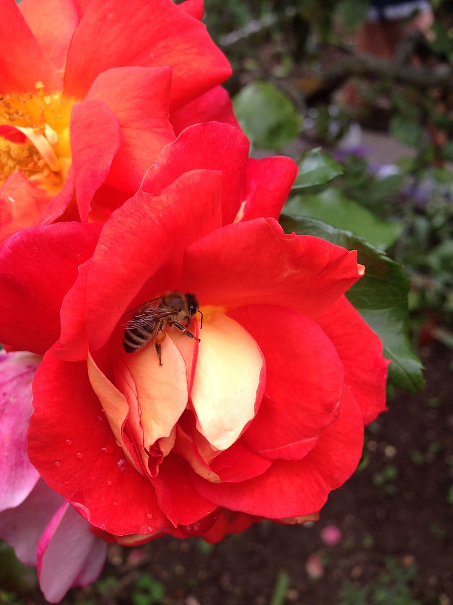 rose, colorful, bee, flowering plant, petal, insect, invertebrate HD wallpaper