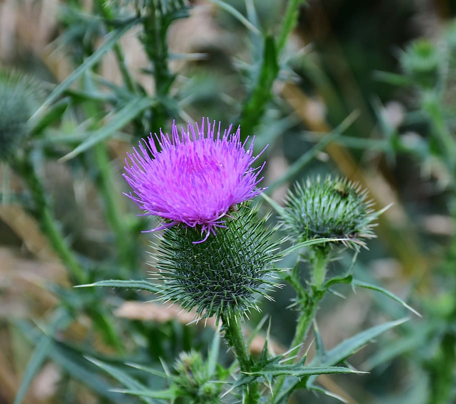 thistle, acker thistle, creeping thistle, violet, pappus, flower coronary HD wallpaper
