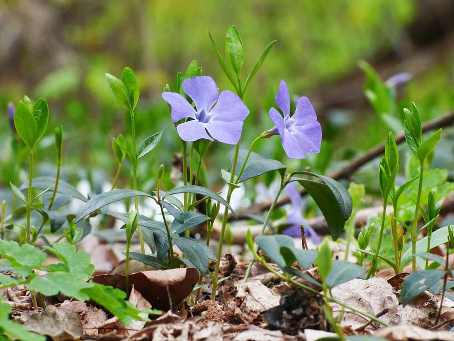 forest, flowers, spring, plant, flowering plant, growth, freshness HD wallpaper