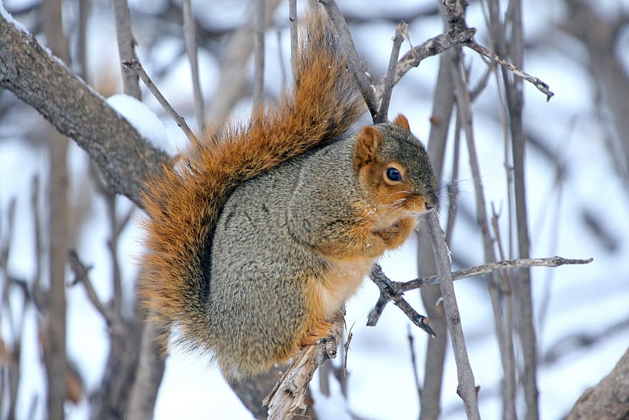 closeup photography of brown and gray squirrel perching on twig during daytime HD wallpaper