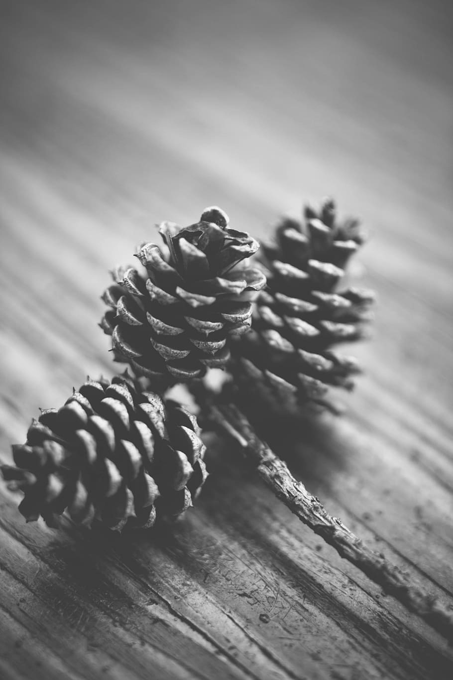 shallow focus photo of acorn, pine cones, forest, tree, nature HD wallpaper