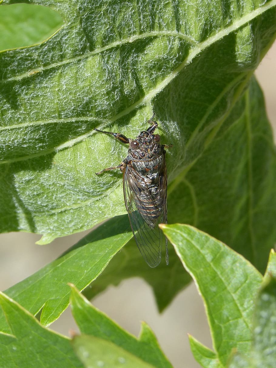 cicada, i cicálido, crayfish, vine leaf, summer cri-cri, plant part