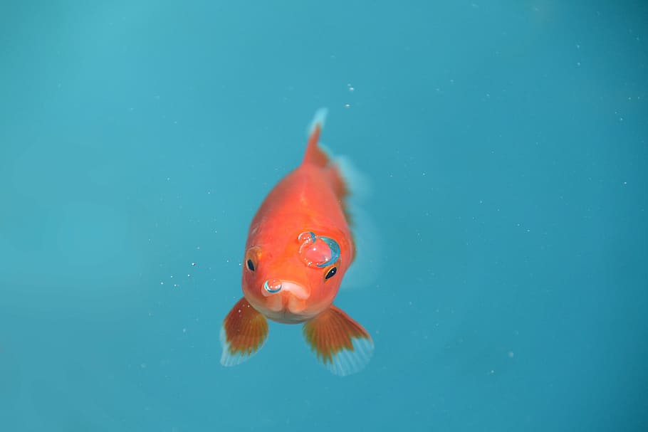 orange goldfish, red, bubble, underwater, animal, pets, nature HD wallpaper