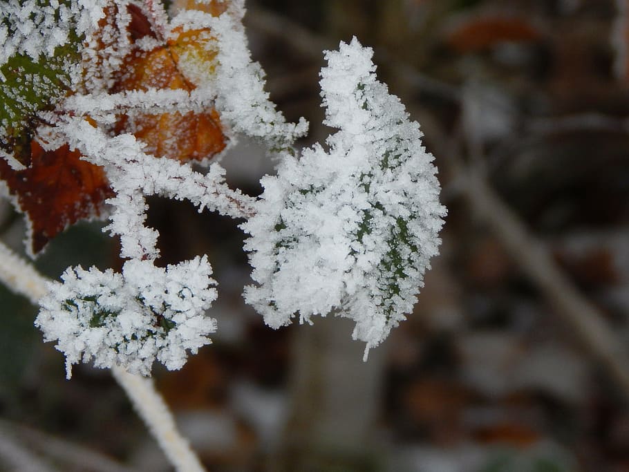 frozen, ice, winter, iced, leaf, snow, cold temperature, plant HD wallpaper