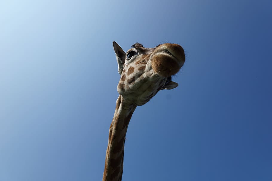 low angle photo of a Giraffe under blue sky, wild animal, national park, HD wallpaper