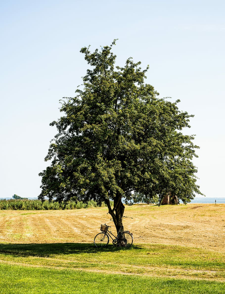 bicycle park beside tree, bike under tree, summer, hill, field HD wallpaper
