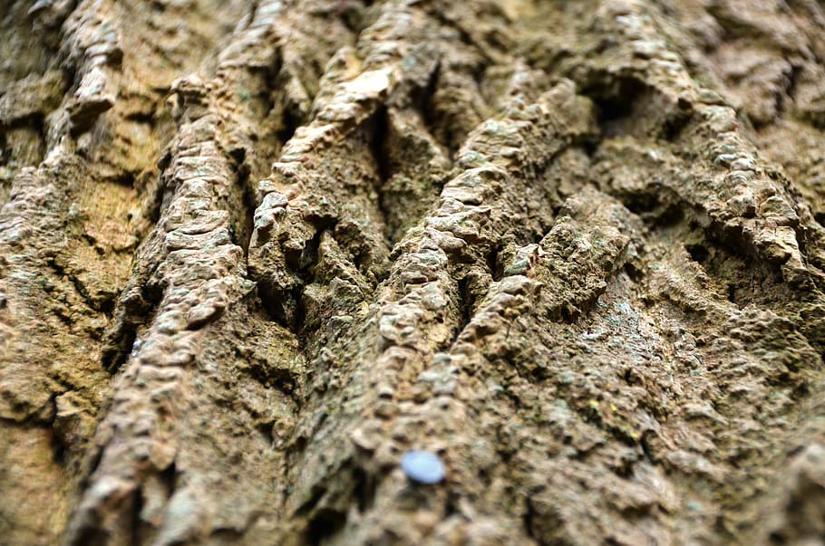 bark, tree, log, wood, nature, backgrounds, brown, close-up HD wallpaper